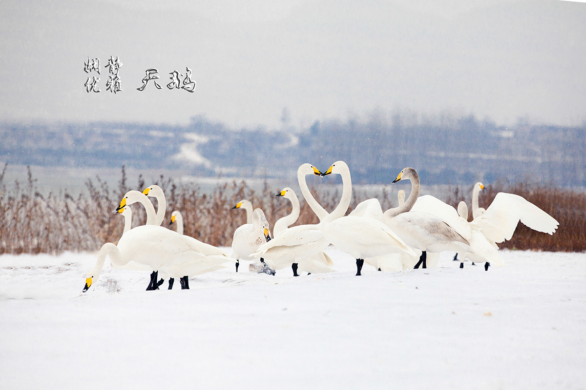 瑞雪影天鹅