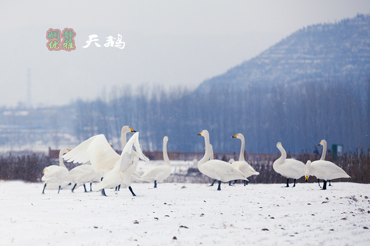 瑞雪影天鹅