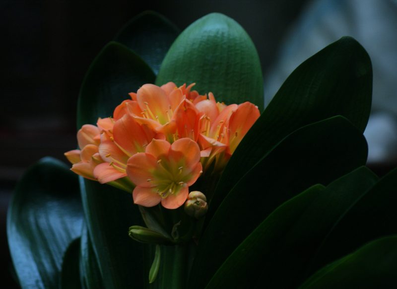 DSC08471.JPG