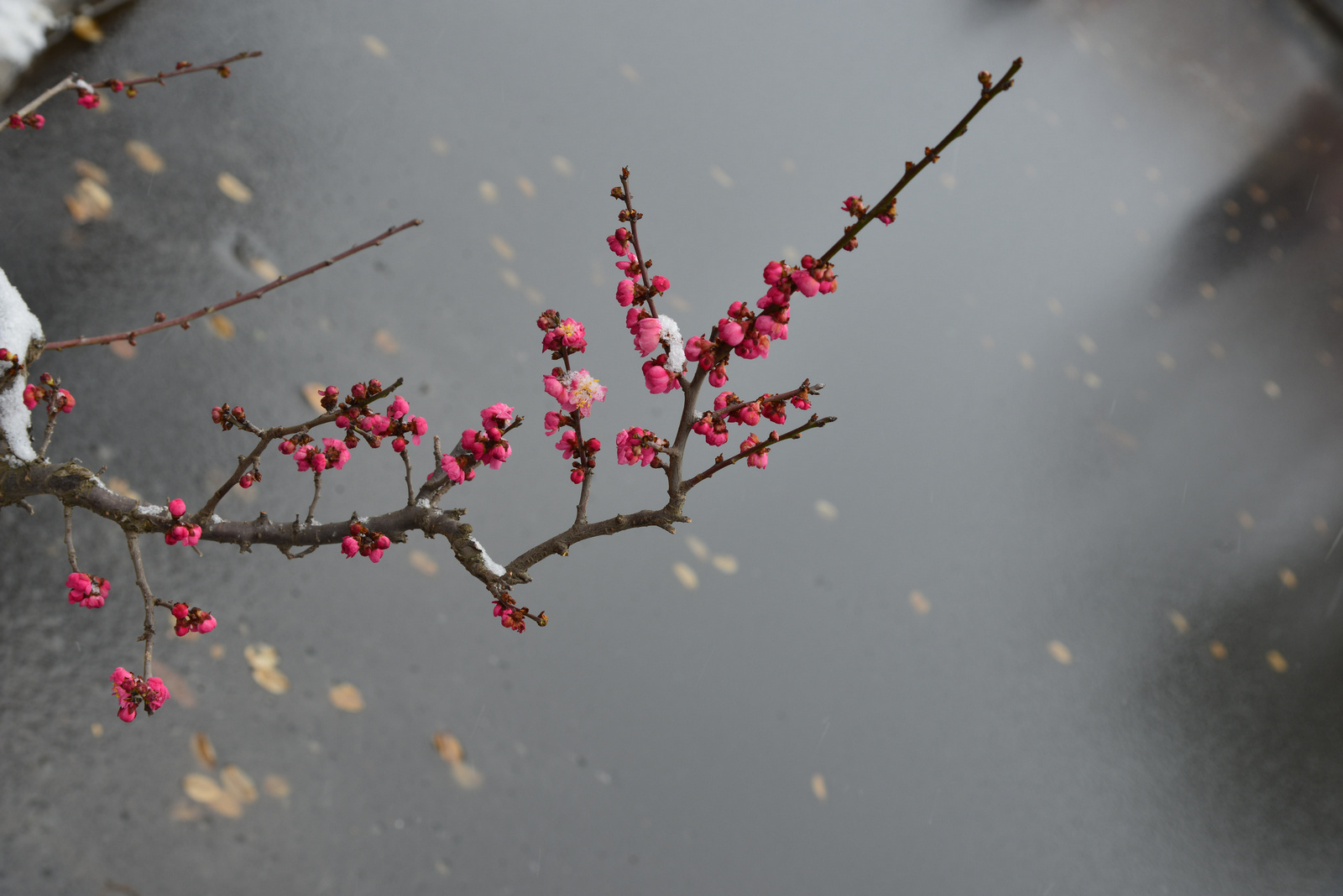 DSC_8176.jpg