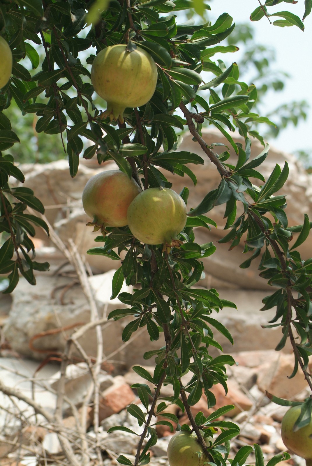DSCF8275.JPG