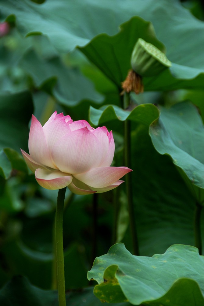 荷花睡莲.jpg
