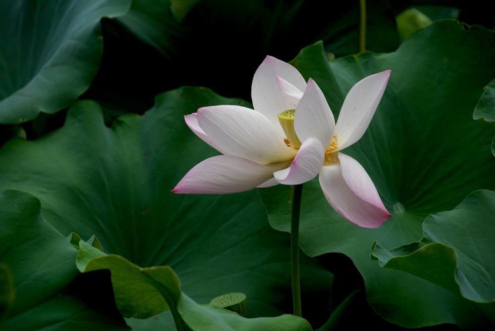 荷花睡莲 (5).jpg