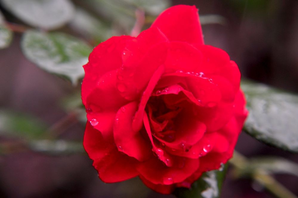 DSC_0267.jpg