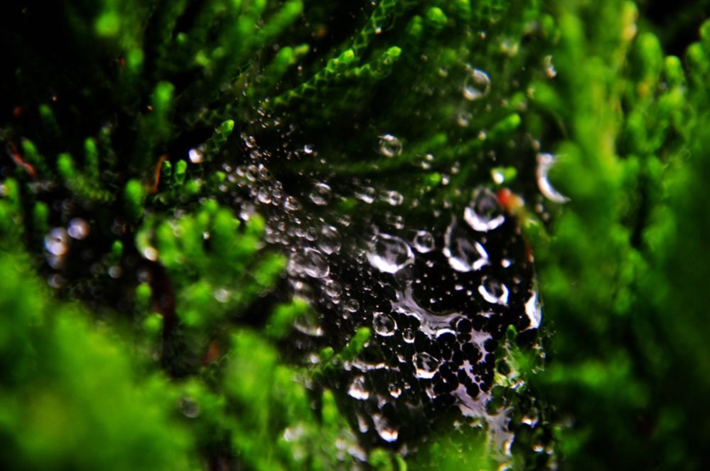 DSC_0334.jpg