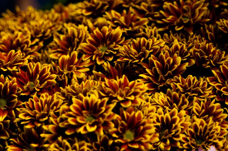 DSC_2675.JPG