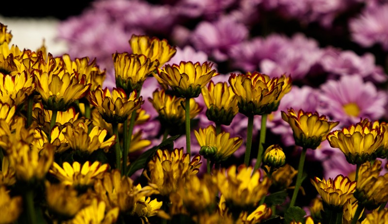 DSC_2687.JPG