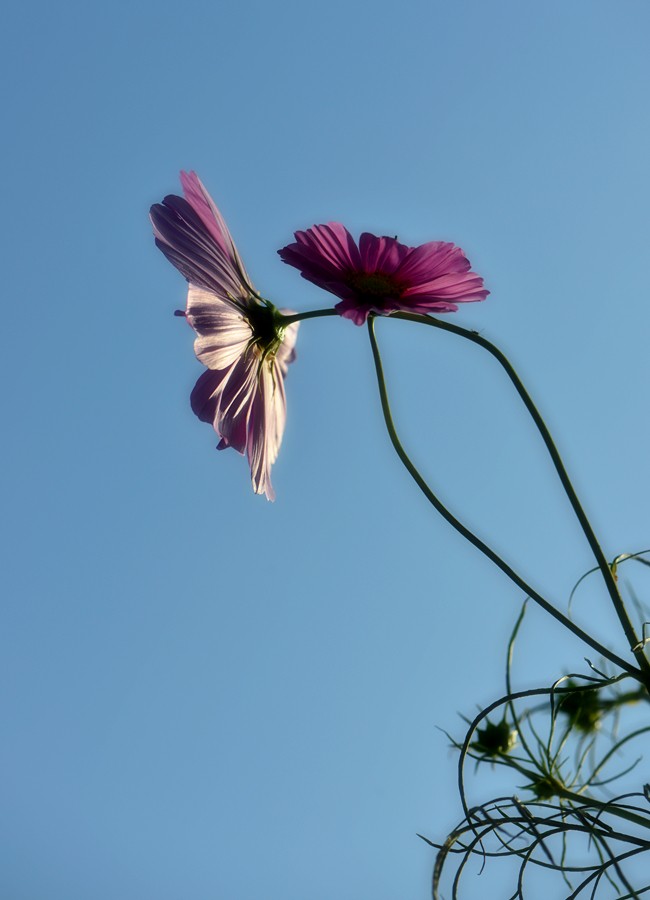 格桑花9.jpg