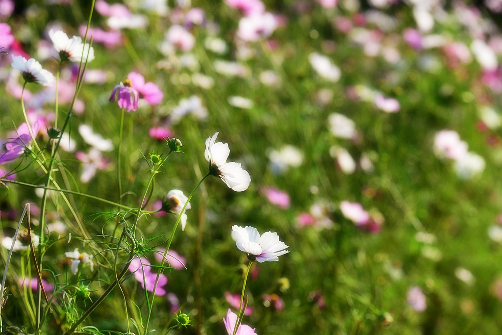 格桑花13.jpg