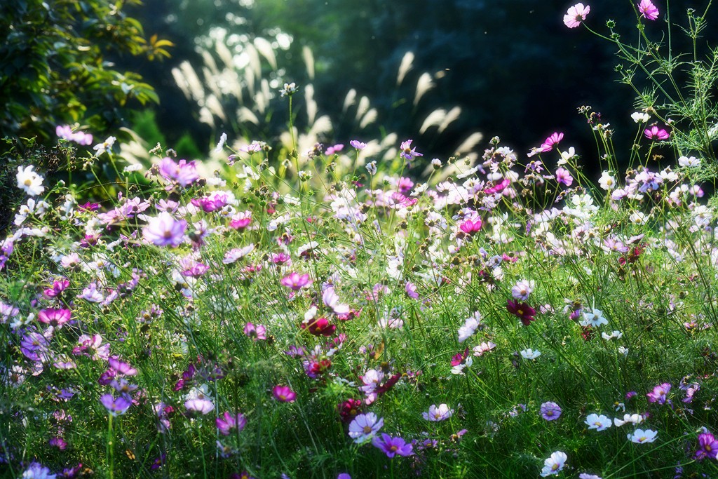 格桑花10.jpg