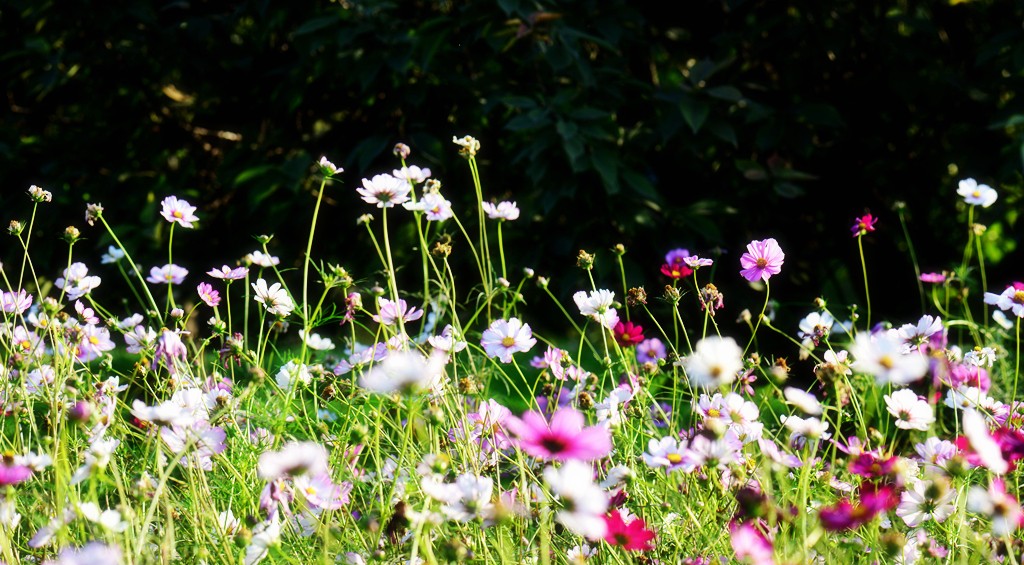 格桑花14.jpg