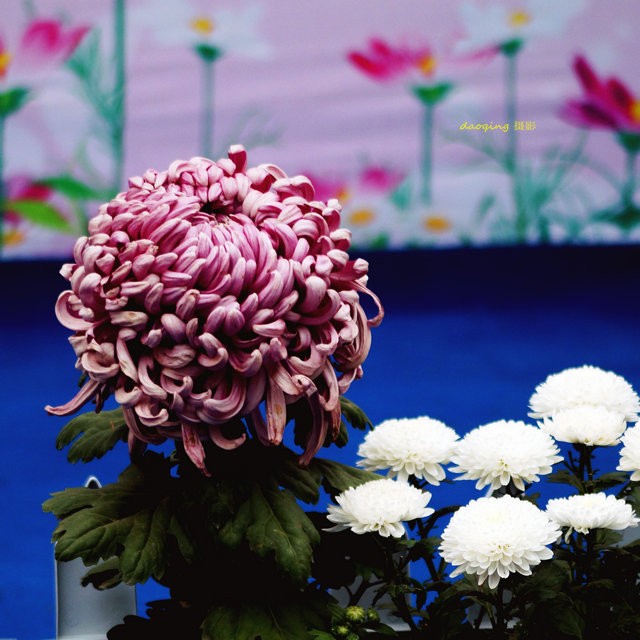 DSC08208v.jpg