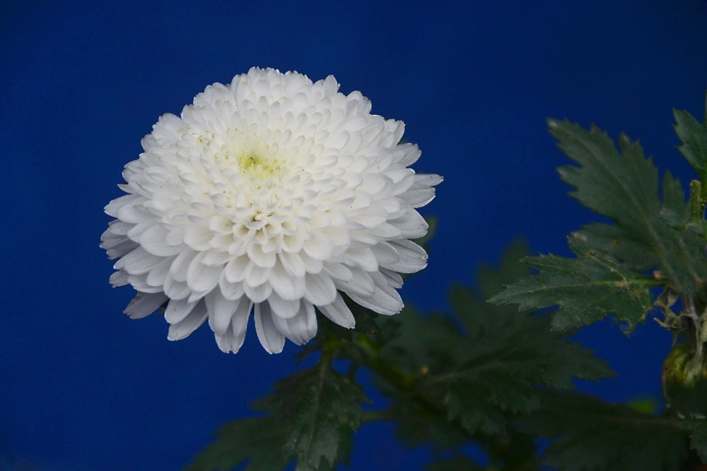 白菊花 (1).jpg