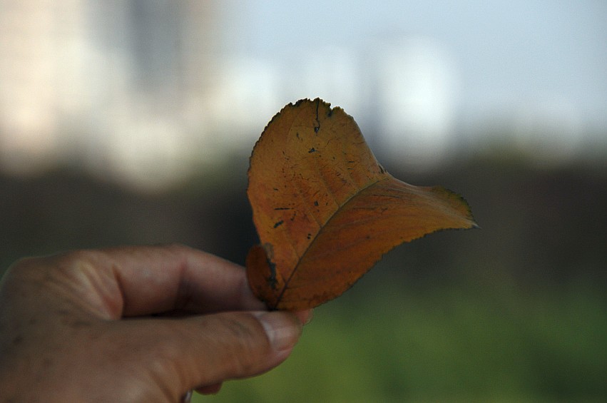 DSC_0097_conew1.jpg