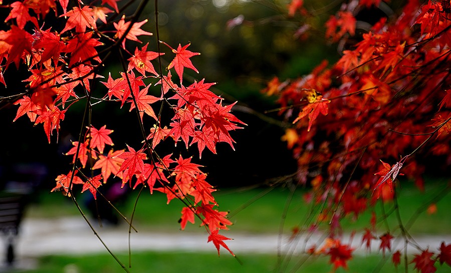 DSC00376改发.jpg