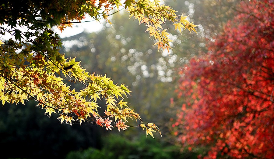 DSC00370改发.jpg