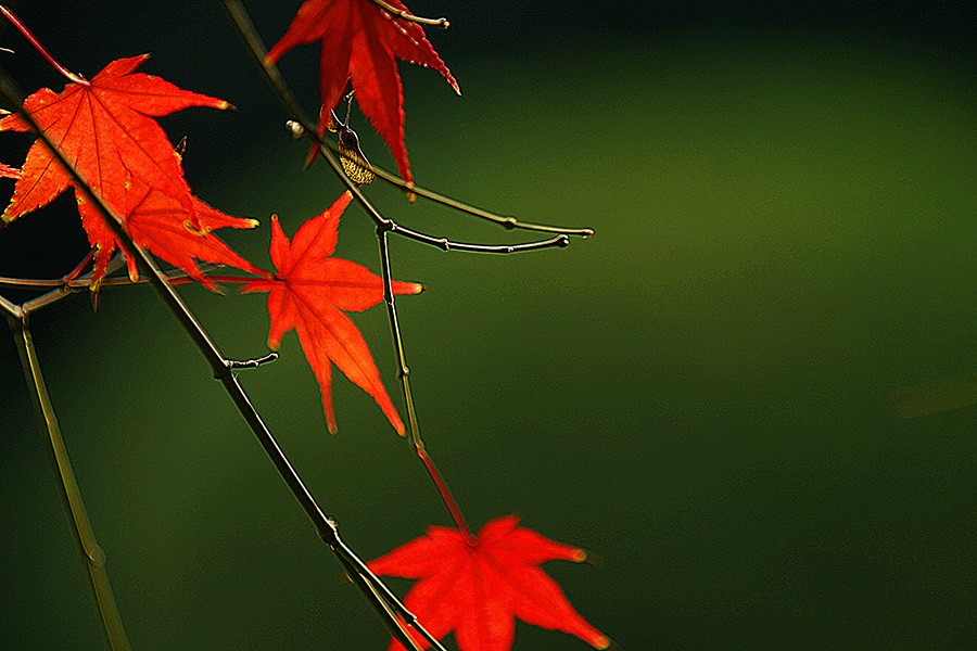 DSC06238改发.jpg