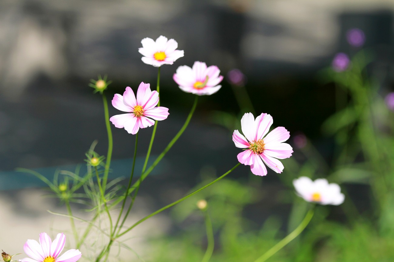 小花-8-1.jpg