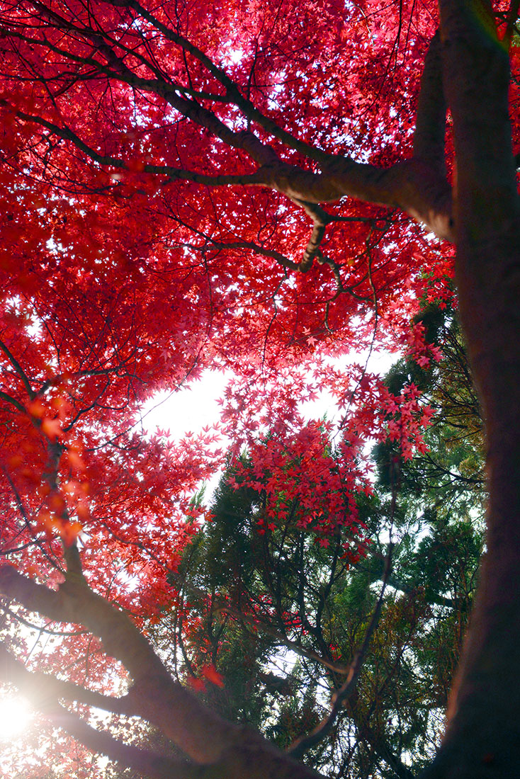 DSC_1007.jpg