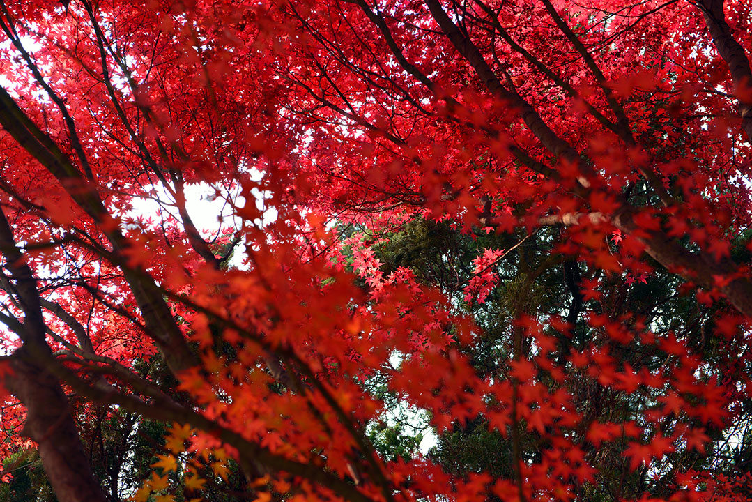 DSC_1006.jpg