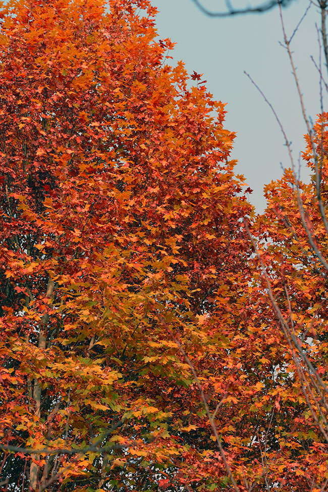 DSC_1106.jpg