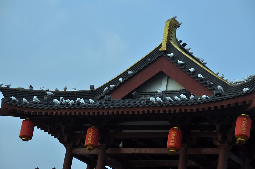 DSC_0118_conew1.jpg