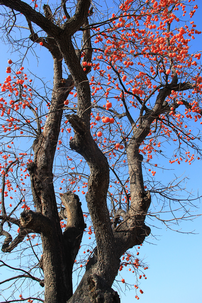 IMG_5942_副本.jpg