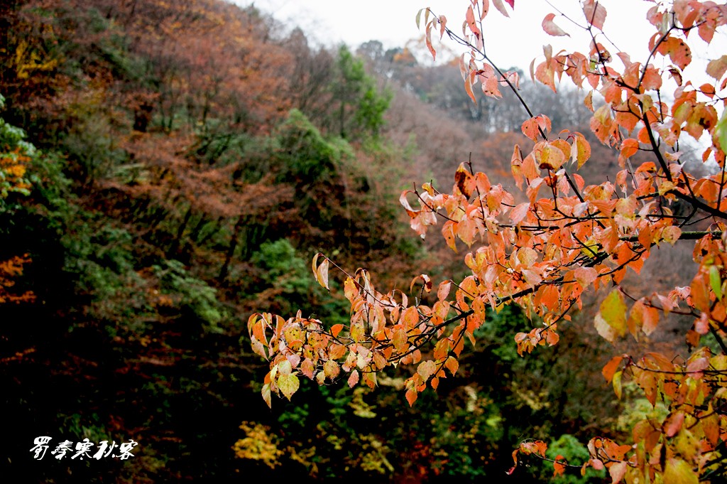 _DSC3850.jpg