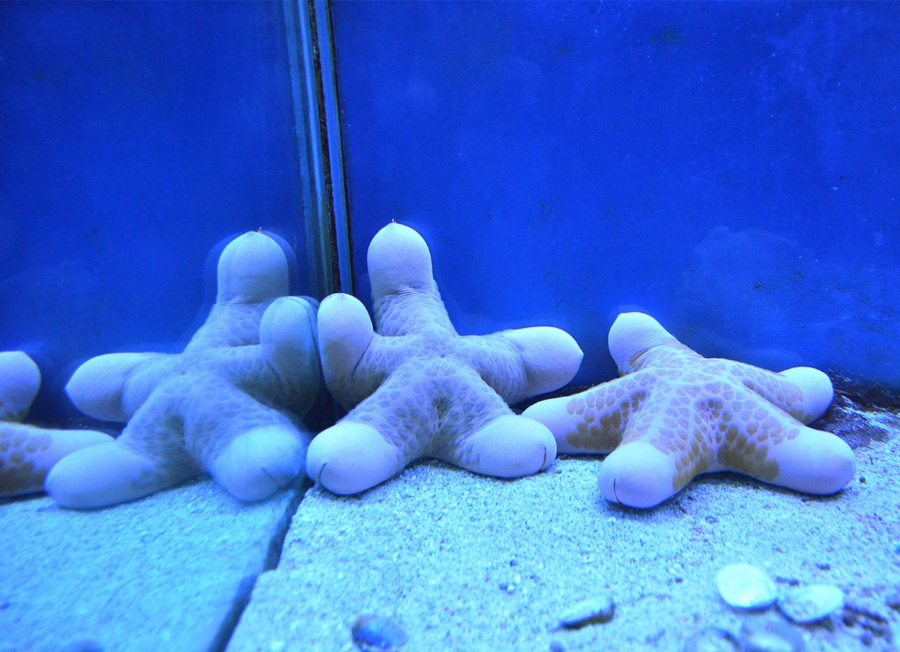 面包海星 (1).jpg