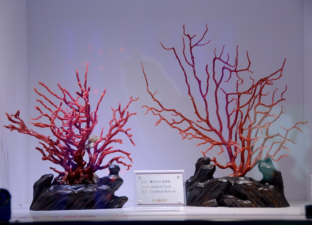 珊瑚 (12).jpg