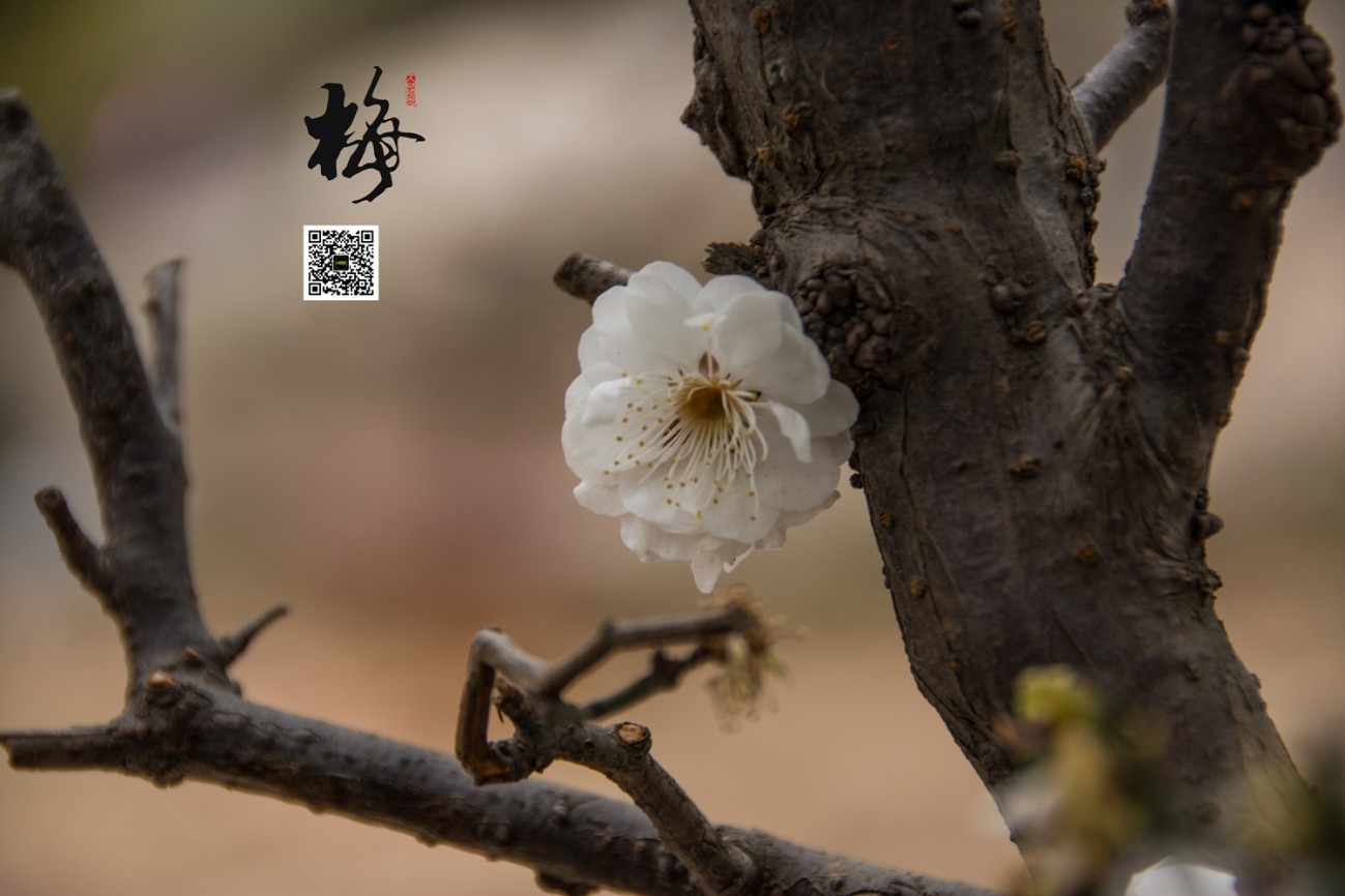梅 (14).jpg