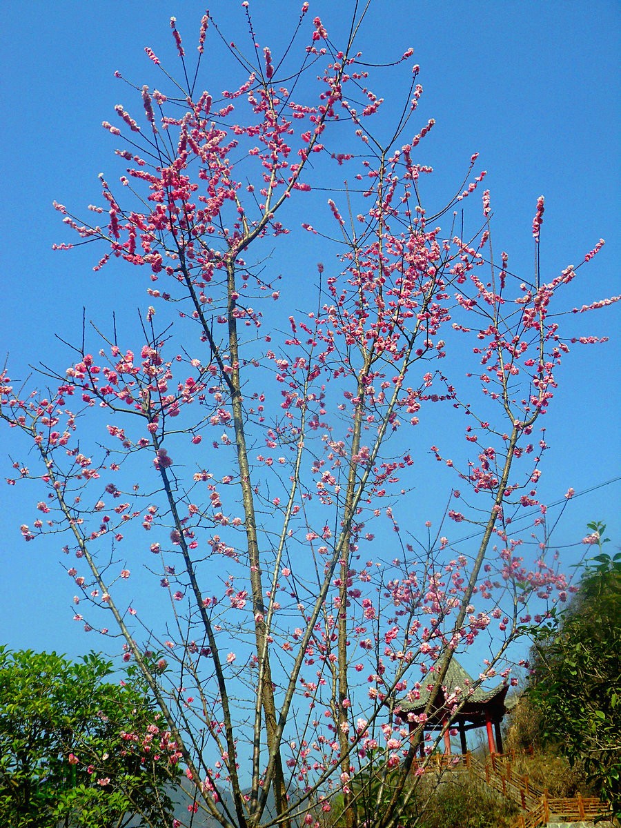 SDC12974.JPG