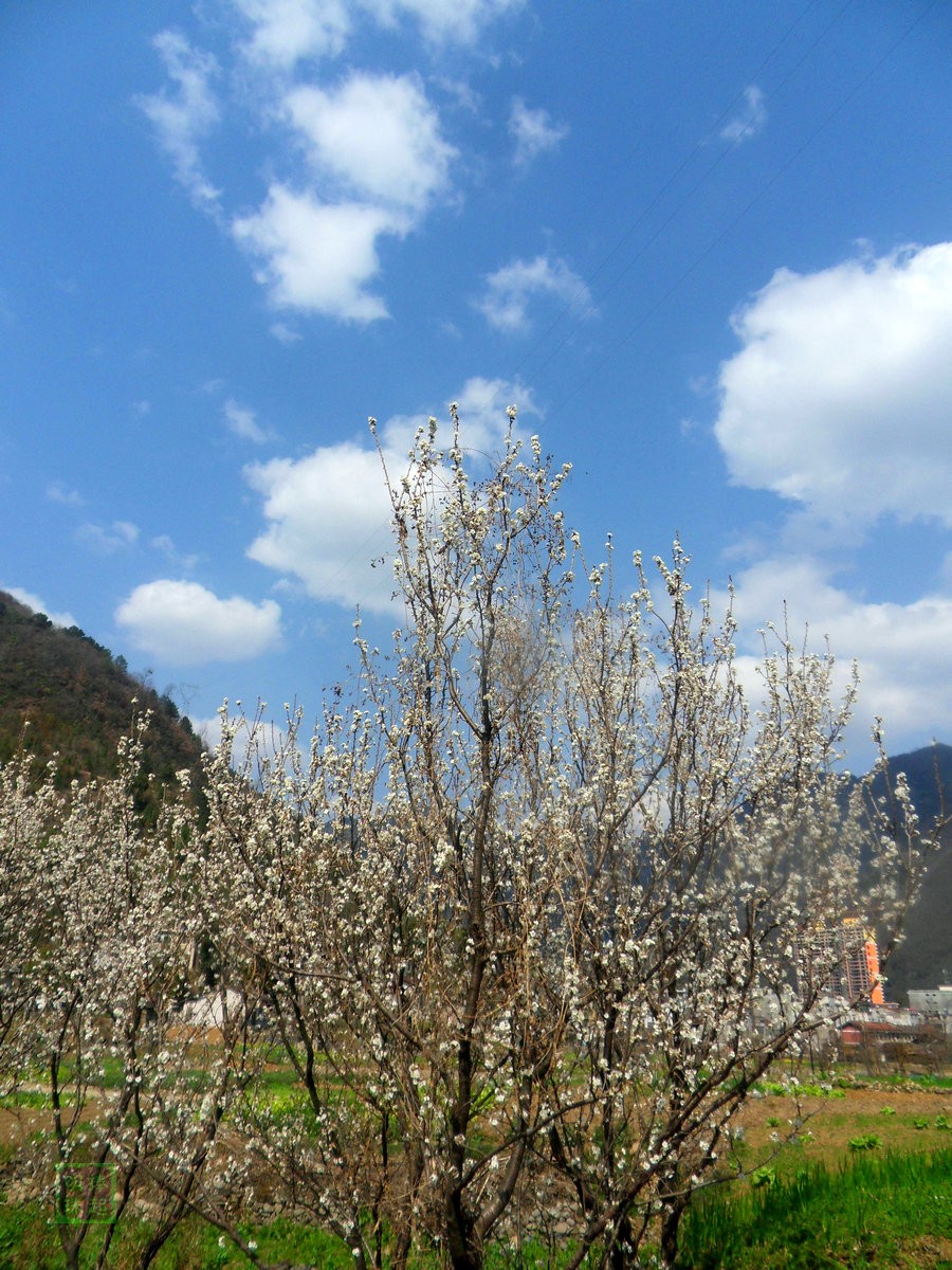 SDC12890_副本.JPG