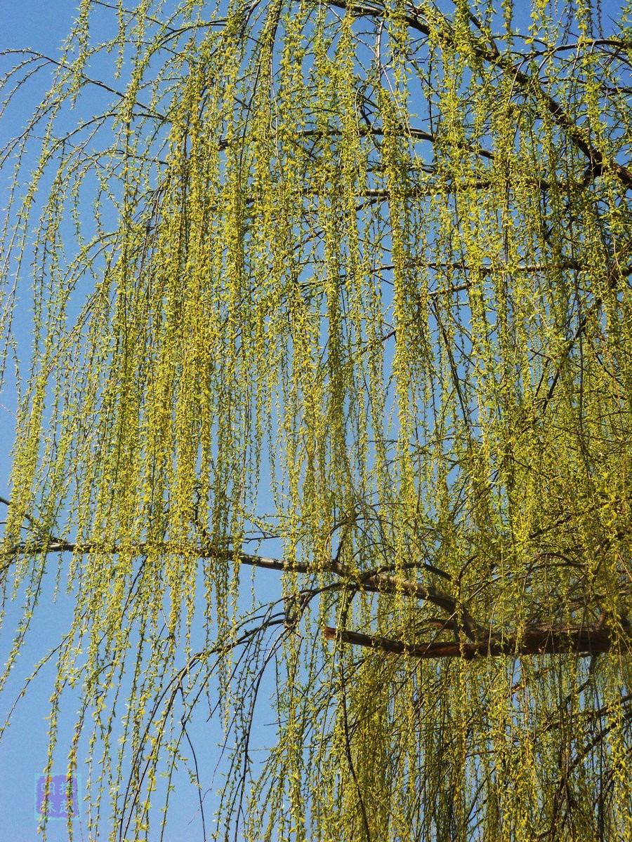 SDC12946.JPG