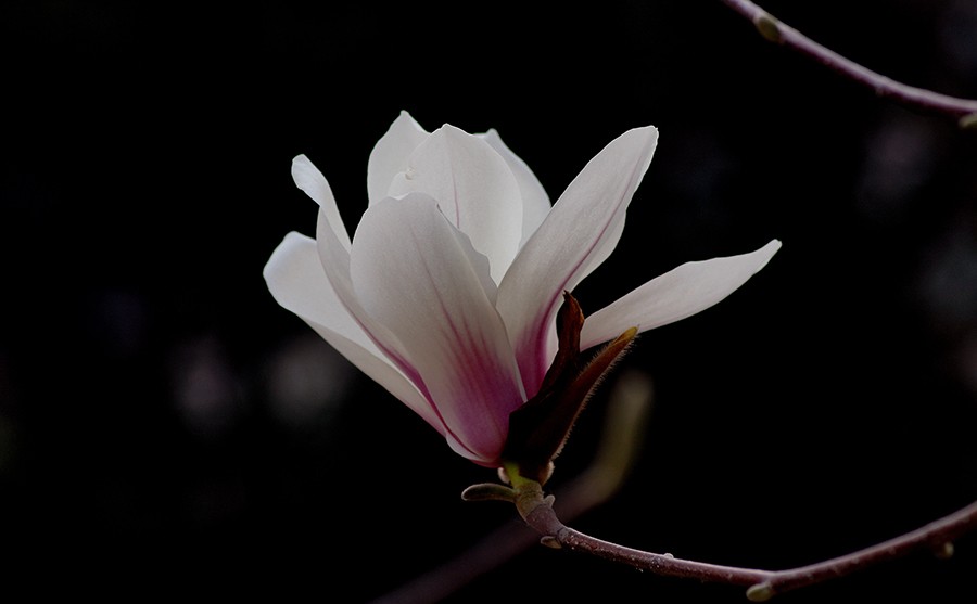 DSC02900_副本1压.jpg