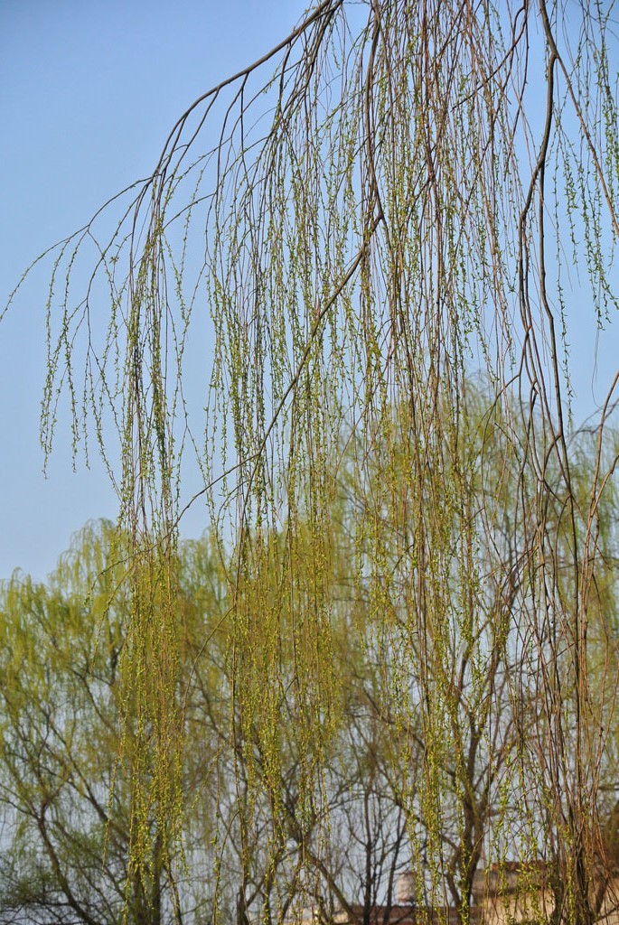 DSC_4913副本.jpg