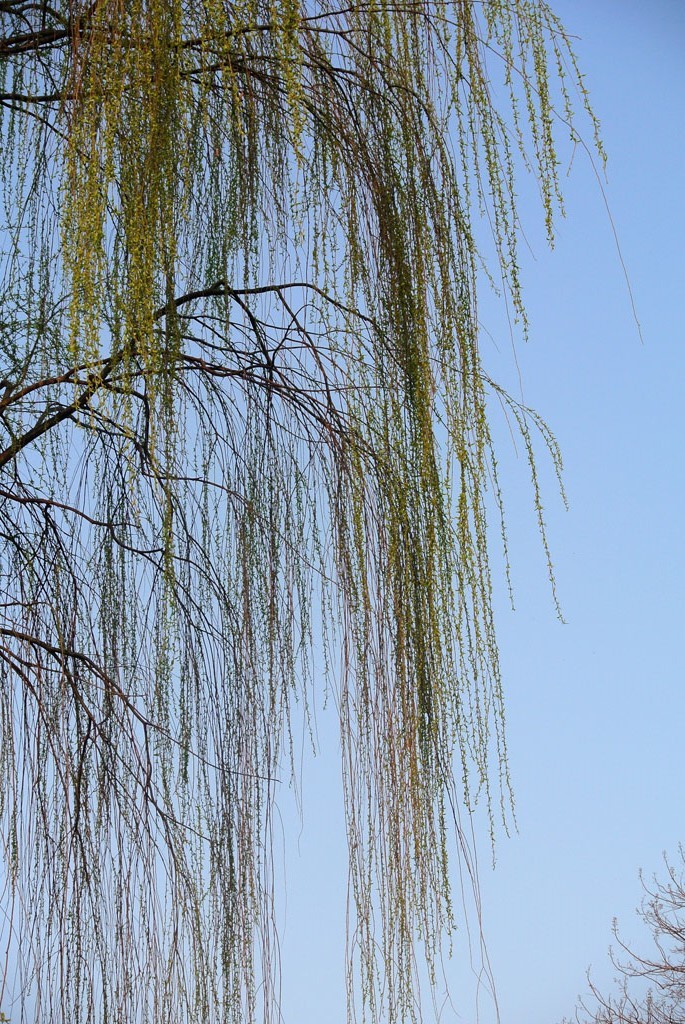 DSC_4915副本.jpg