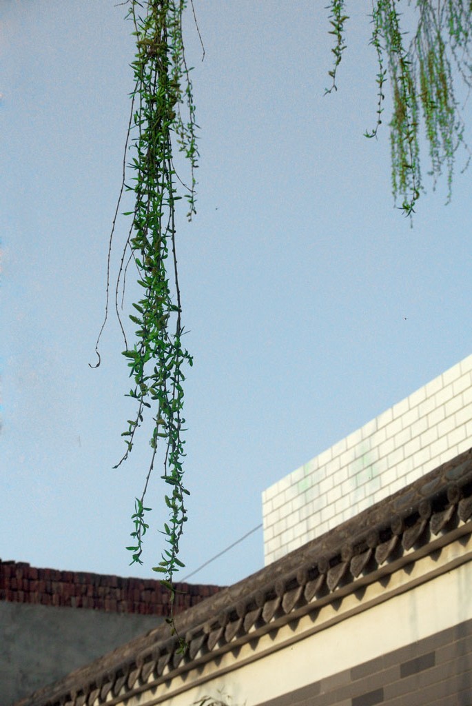DSC_4916副本.jpg