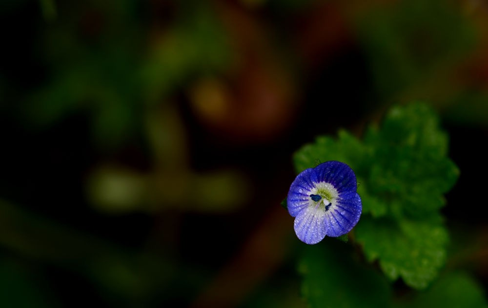 紫色小小花