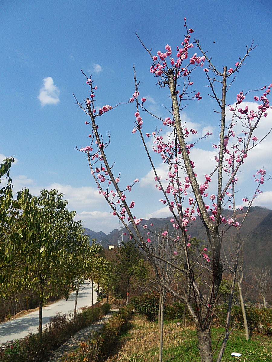 SDC12925.JPG
