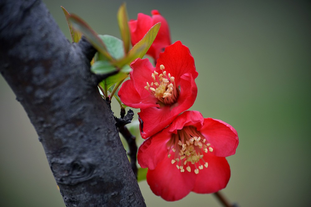 春花.jpg