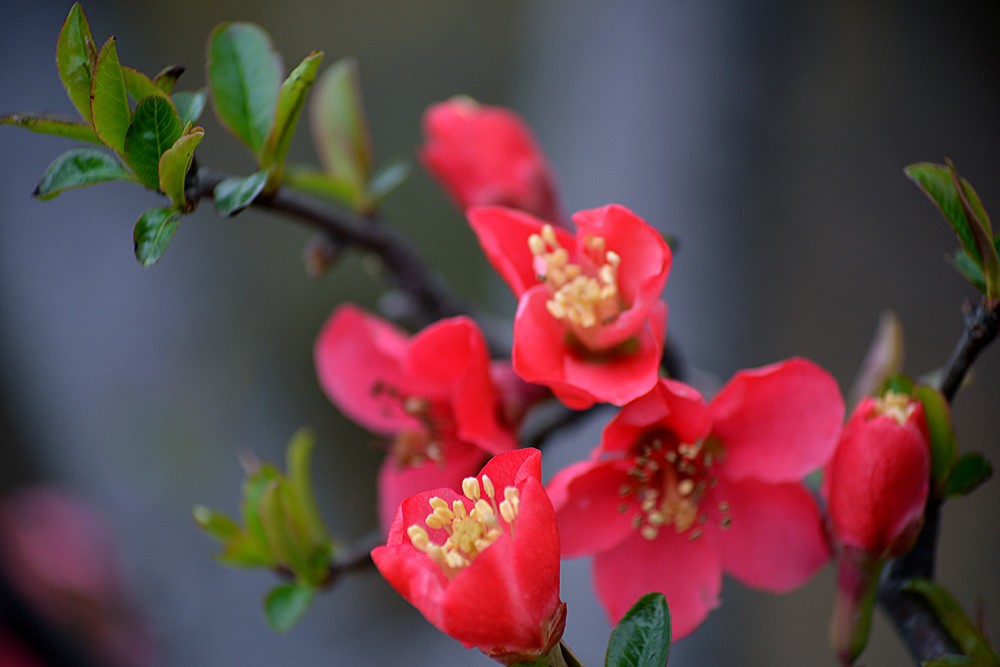 春花 (12).jpg