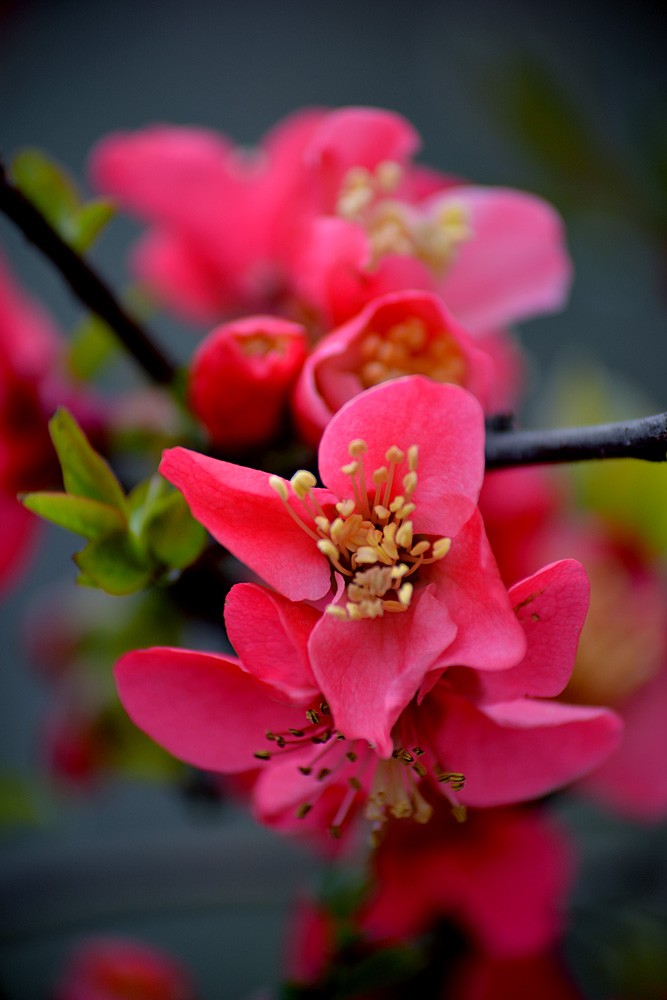 春花 (3).jpg