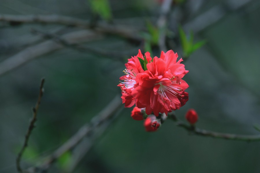 G_0176.jpg