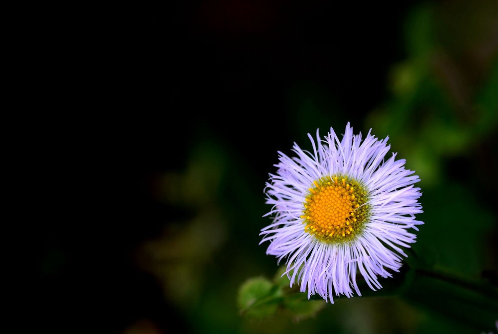 春暖花开时   无名小花  五