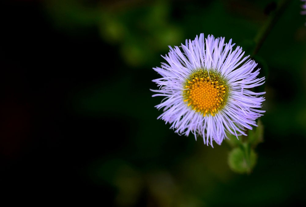 春暖花开时   无名小花  五