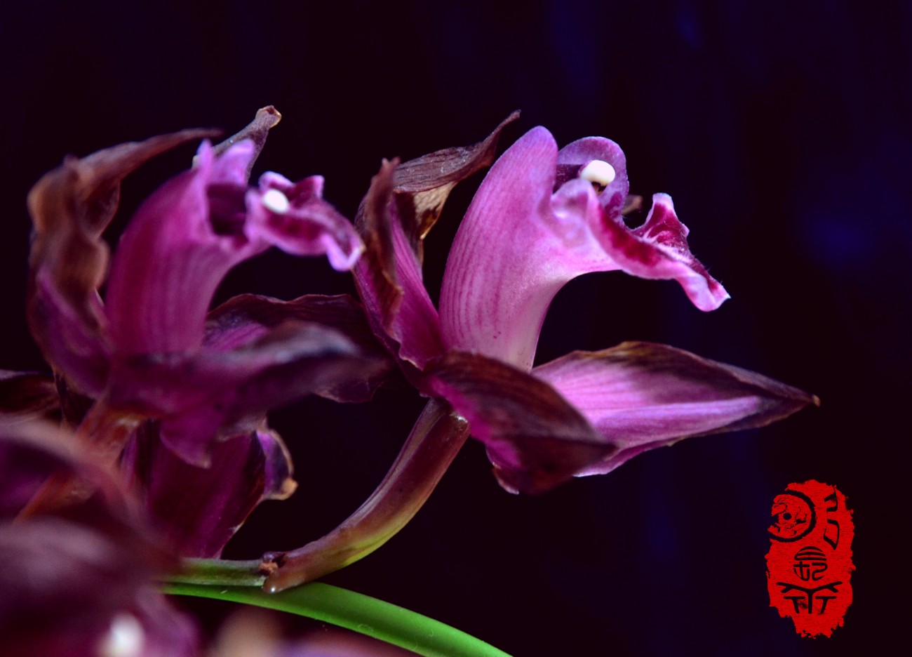 DSC_1488.jpg副上2300.jpg