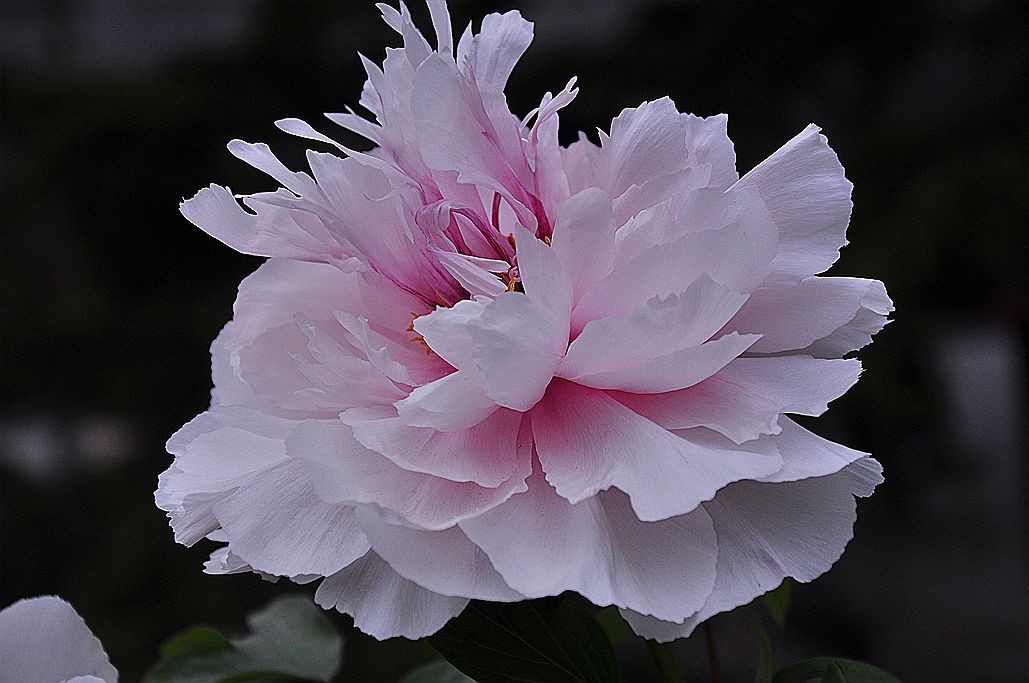 DSC_0081.jpg