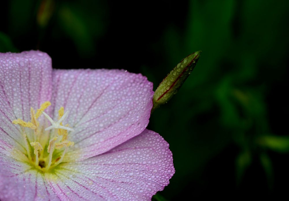 DSC_6618.JPG