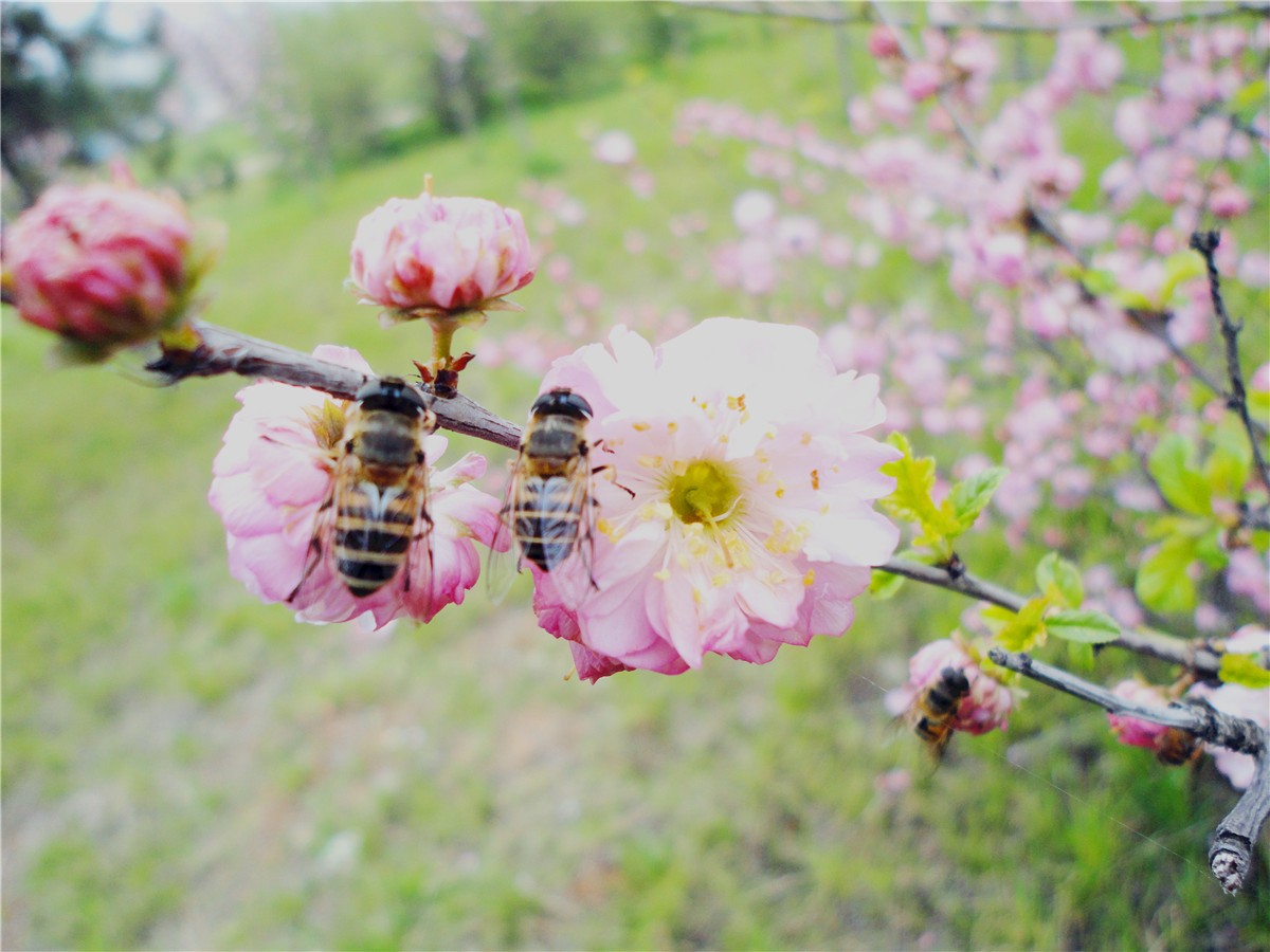 DSC00455_副本1.jpg